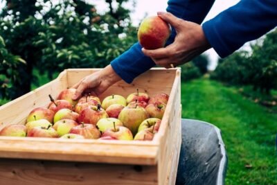 Trabaja como Recolector/a de Frutas y Verduras: 6,000 Oportunidades de Empleo Disponibles Anualmente